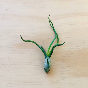 Bulbosa Air Plant-Tillandsia Air Plants-Terrarium Air Plants-Terrarium Supplies-Home Decor-Beach Wedding Decor-Terrarium Plants