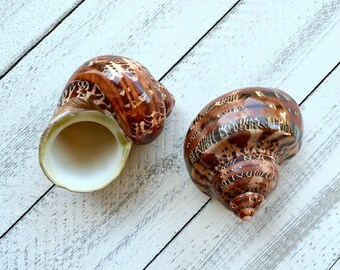 Tapestry Turbo Shells: Petholatus Seashells for Beach Wedding
