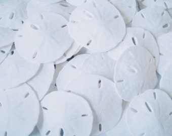 Sand Dollars-3-3.5"-100 Pieces-Beach Wedding Favors-Sand Dollar-Beach Wedding Decor-Sea Shell Bulk-Sea Life Supplies-Sand Dollar-Sea Shells