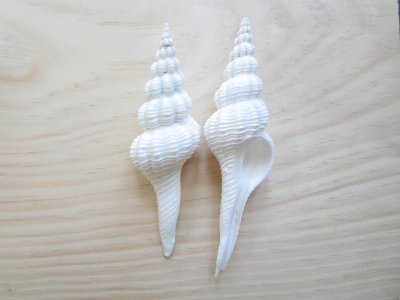 Fusinus Forceps-1 Piece-Sea Shell Bulk-Beach Wedding Decor-Collectors Shells-Sea Shell Supplies-Beach Home Decor-She ShellsMurex Sea Shells image 3