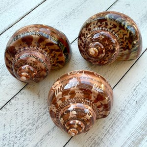 Tapestry Turbo Shells-Turbo Petholatus Shells-Shells for Crafting-Beach Wedding Decor-Shells-Sea Shells-Turbo Shells-Hermit Crab Shells