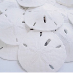 Sand Dollars-3-3.5Sand Dollar-Beach Wedding Decor-Beach Wedding Favors-Sea Life Decor-Sand Dollar Decor-Real Sand Dollar-Sea Shells zdjęcie 4