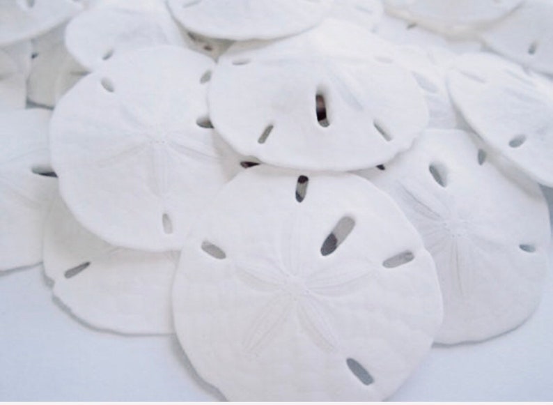 Sand Dollars-3-3.5Sand Dollar-Beach Wedding Decor-Beach Wedding Favors-Sea Life Decor-Sand Dollar Decor-Real Sand Dollar-Sea Shells image 4