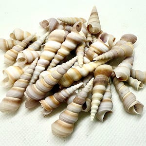 May include: A pile of small, spiraled seashells in shades of brown, white, and beige. The shells are arranged in a random pattern, with some overlapping.
