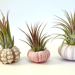 Air Plant Urchin-Set of 3-Sea Urchin Air Plant Holder with Tillandsia-Air Plant Terrarium-Pink Sea Urchin Air Plant-Air Plant Supplies