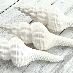 May include: Three white seashells with a spiral shape and a textured surface. The shells are arranged in a row on a white wooden background.