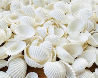 White Shell Mix, Seashells, Shells, Craft Shells, Beach Decor, Assorted  White Shells 