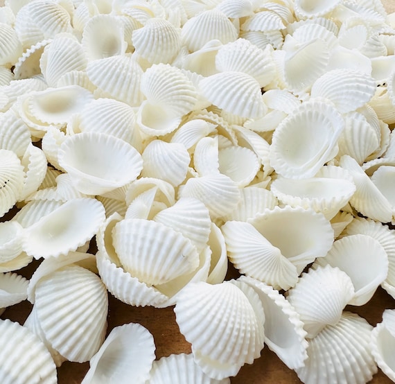 Ark Shells-baby Ark Shells-mini Shells for Crafting-small Shells Bulk-beach  Wedding Decor-beach Home Decor-white Shells Bulk-crafting Shells 
