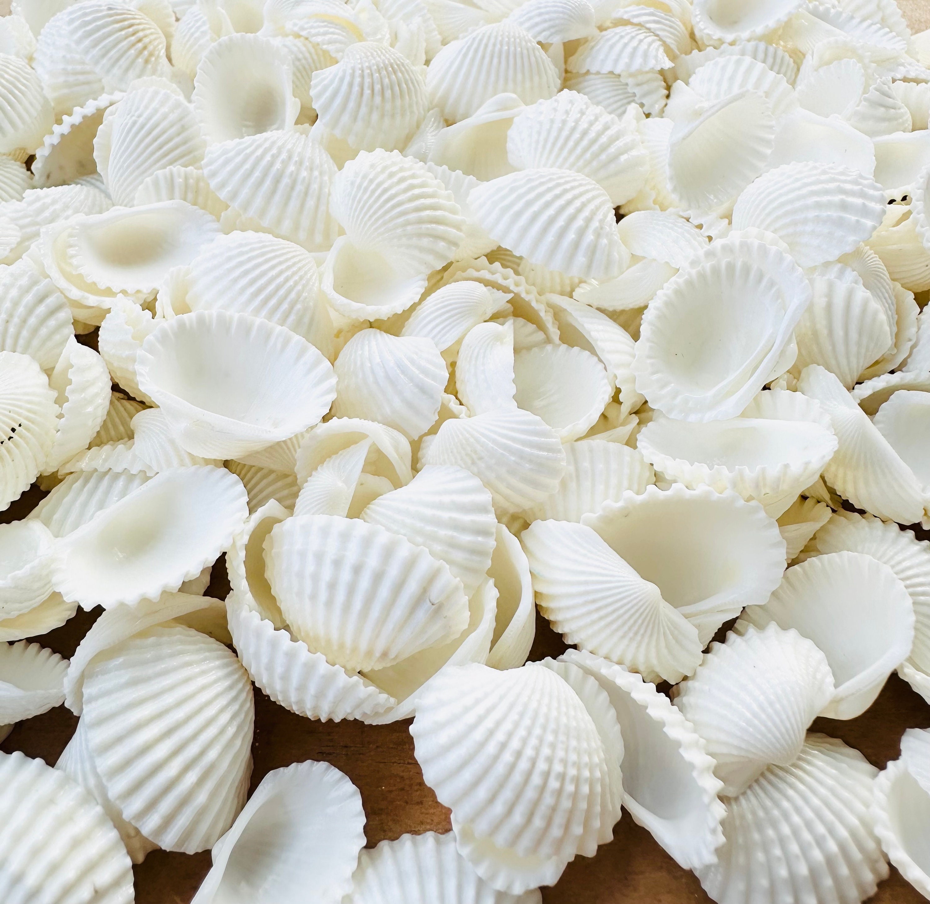 Umbonium Mix Seashells-small Sea Shells-botton Top Shells-shell Vase  Fillers-crafting Shells-natural Sea Shells 