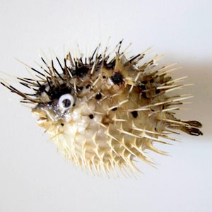 Dried Porcupine Puffer Fish (5-7") - Beach Home Decor-Puffer Fish-Porcupine Fish-Dried Fish
