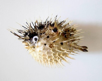 Dried Porcupine Puffer Fish (5-7") - Beach Home Decor-Puffer Fish-Porcupine Fish-Dried Fish