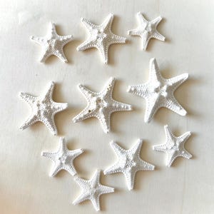 May include: A collection of ten white starfish of varying sizes arranged in a pattern on a light wood background.