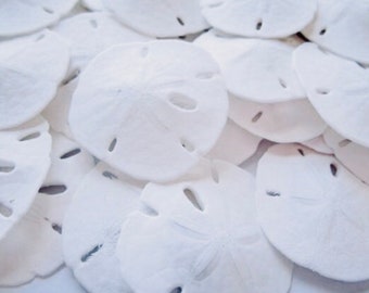 Sand Dollars-3-3.5"-Bulk of 50-Sand Dollar Bulk-Beach Wedding Decor-Sea Shell Supplies-Beach Wedding Favors-Sea Life Decor-Sand Dollar-Shell