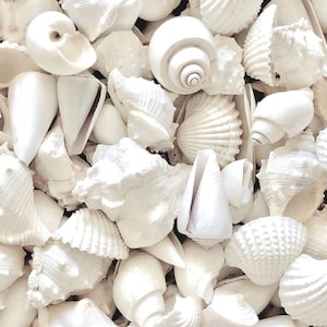 White Seashell Mix - Beach Wedding, Coastal Home Decor