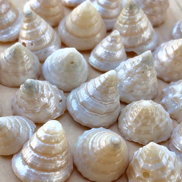 Among Pong Pearled Shells-Trochus Shells-White Pearled Shells-Wedding Decor-Small Shells-Trochus Pearled Shells-Small Shells-White Shells