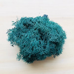Reindeer Moss-2 oz-Plants-Terrarium Supplies-Lime Green Moss-Preserved Moss-Lichens-Soft Moss-Terrarium Moss-Feather Moss-Reindeer Lichen