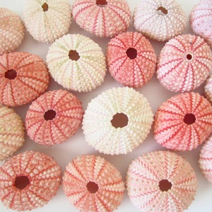 Pink Sea Urchin set of 10-Beach Wedding Decor-Sea Shells Bulk-Beach Home Decor-Seashell Crafts-Sea Urchin-Beach Wedding Favors-Urchin image 2