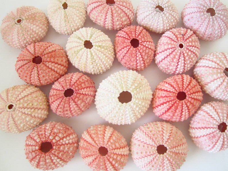 Pink Sea Urchin set of 10-Beach Wedding Decor-Sea Shells Bulk-Beach Home Decor-Seashell Crafts-Sea Urchin-Beach Wedding Favors-Urchin image 2