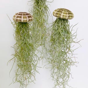 Jellyfish Air Plant-Live Plant-Tillandsia Decor-Hanging Jellyfish Air Plant-Air Plant Sea Urchin Set-Home Decor-Alfonso Urchin Jellyfish