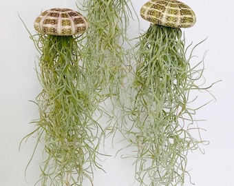 Hanging Jellyfish Air Plant: Tillandsia & Sea Urchin Decor