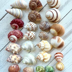 May include: A collection of 25 seashells of various shapes, sizes, and colors. The shells are arranged in rows on a white wooden surface. Some of the shells are striped, some are spotted, and some are plain.