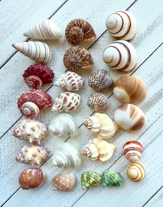 26 Piece Hermit Crab Shells: Natural Seashell Mix, Craft & Decor
