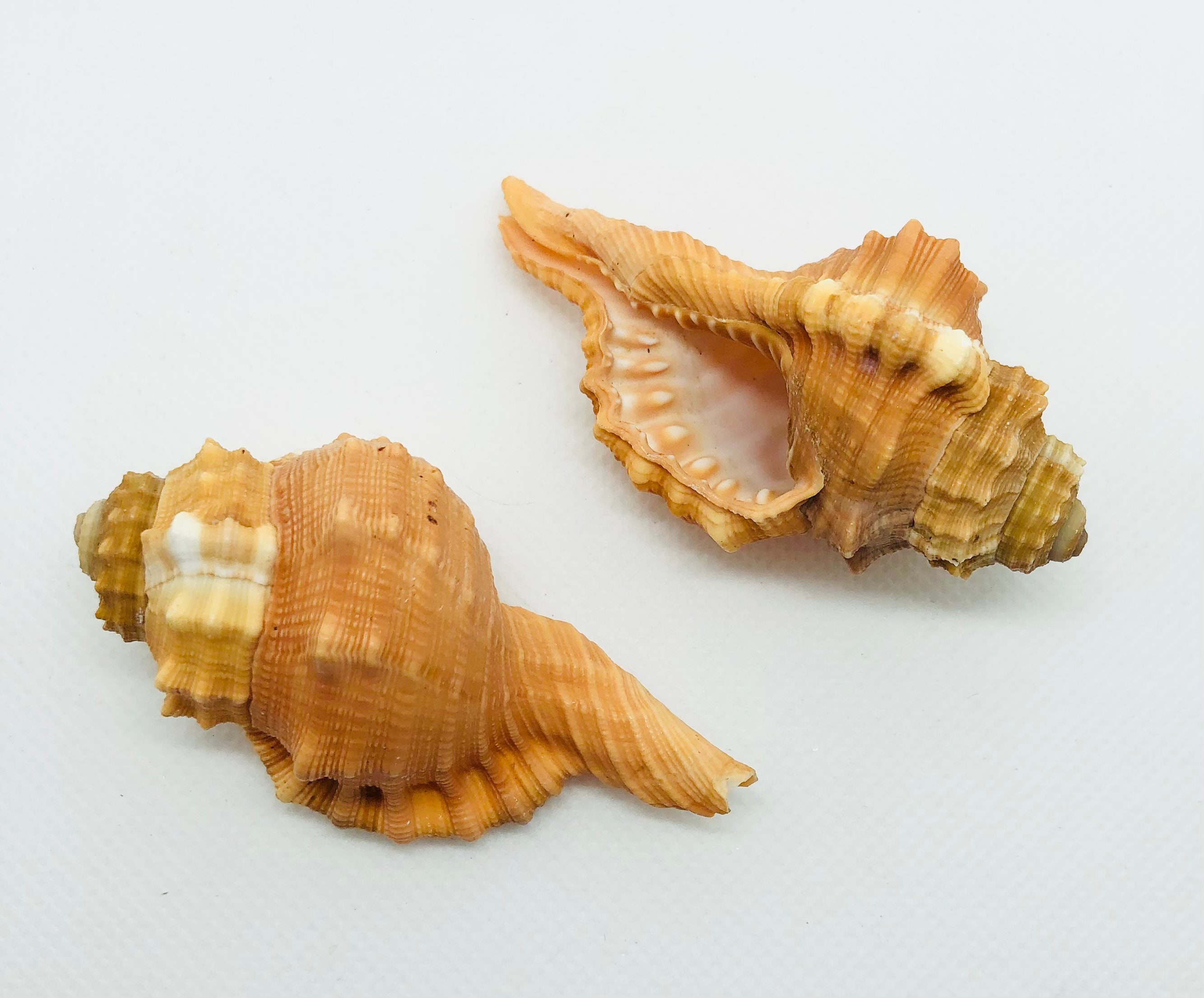 Assorted Sea Shell Mix-beach Wedding Decor-sea Shells Bulk-assorted  Seashell Mix-sea Shells-sea Shells for Crafting-beach Decor-shells Bulk 