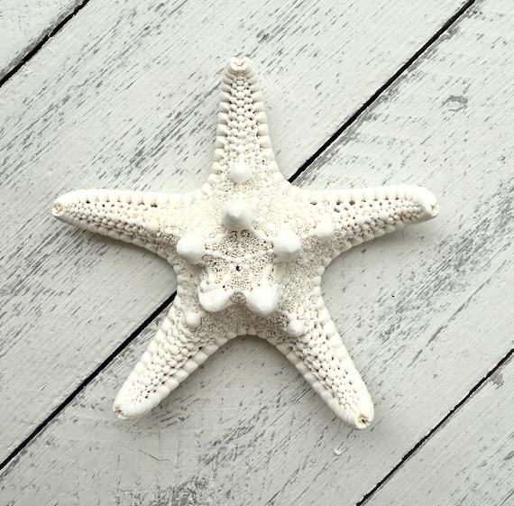 Knobby Starfish in Size 2-3