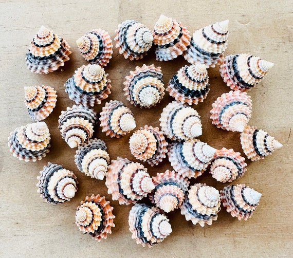 50 Teeny Tiny Top Shells for Seashell Art, Tiny Colorful Craft