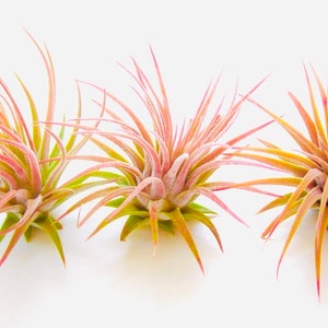 May include: Three air plants with long, thin, pink and green leaves. The plants are arranged in a row on a white background.