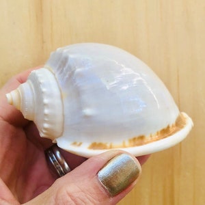 May include: A large, pearly white seashell with a spiral apex and a smooth, rounded body. The shell has a subtle iridescent sheen and a band of light brown along the edge. The shell is held in a hand.