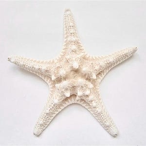 White Knobby Starfish 6-8&quot;-1 Piece-White Starfish-Beach Wedding Decor-Starfish Bulk-Starfish for Crafts-Beach Home Decor-Crafting Supplies