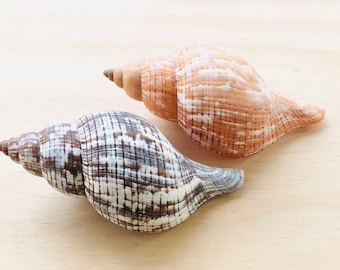 Tulip Shell Fasciolaria Tulipa Sea Shells Bulk Beach Home Etsy