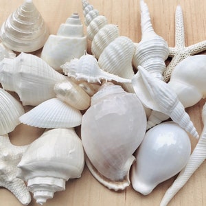 White Sea Shell Mix Beach 18 Pieces Wedding Decor Sea Shells Bulk Bag Of Shells Beach Craft Supplies Assorted Seashell Mix-White Seashells A image 1