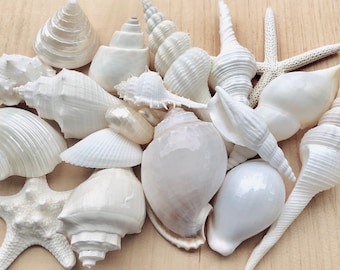 White Sea Shell Mix Beach 18 Pieces Wedding Decor Sea Shells Bulk Bag Of Shells Beach Craft Supplies Assorted Seashell Mix-White Seashells A