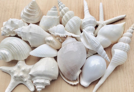 White Sea Shell Mix Beach 18 Pieces Wedding Decor Sea Shells Bulk Bag of  Shells Beach Craft Supplies Assorted Seashell Mix-white Seashells A 