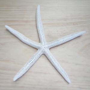 White Finger/Pencil Starfish-13-14&quot;-1 Piece-Craft Supplies-Wedding Favors-Nautical/Beach Decor-Beach Wedding Decor-Starfish Decor-Starfish