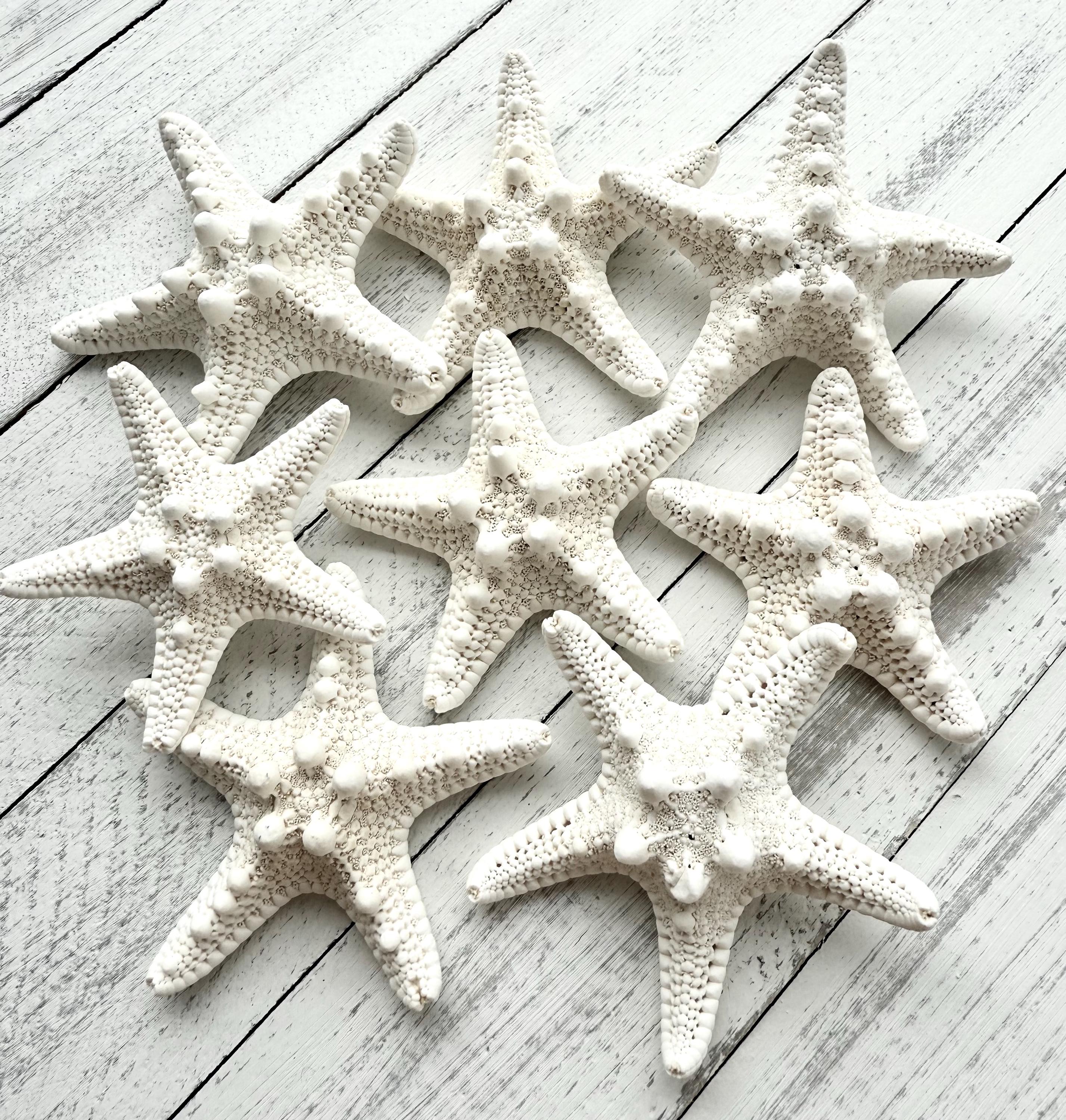 Knobby Starfish in Size 2-3