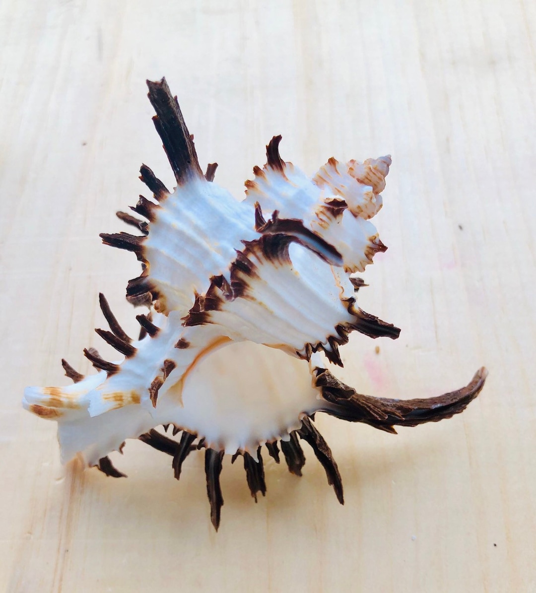 Murex Endiva Long Spine Shell-1 Piece-murex-sea Shells for - Etsy