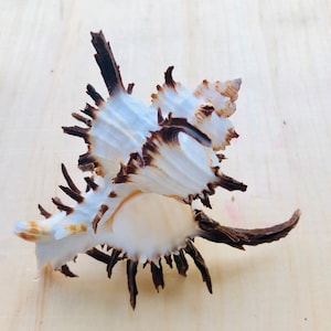 Murex Endiva Long Spine Shell-1 Piece-Murex-Sea Shells for Crafting-Beach Wedding Decor-Large Shells-Collectors Shells-She Shells-Shells