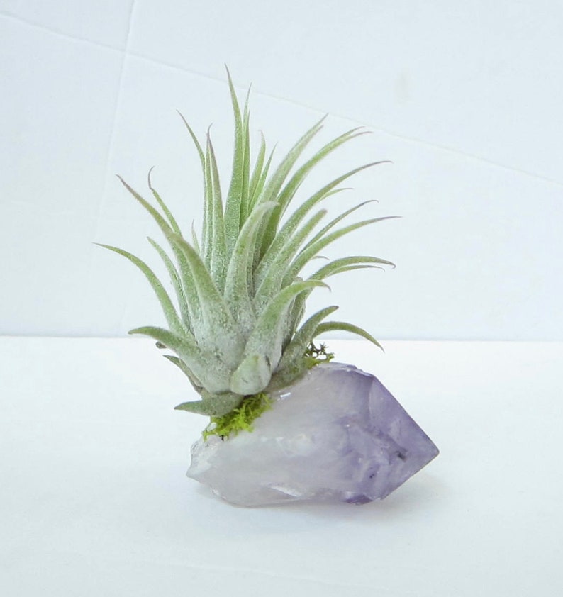 Amethyst Air Plant Crystal Air Plant Tillandsia Terrarium Air Etsy