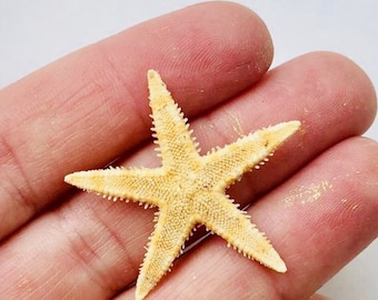 Tan Starfish-1-1.5"-25 Pieces-Starfish Bulk-Starfish-Beach Wedding Decor-Wedding Favor-Starfish Bulk-Seashell Supplies-Starfish Craft