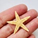 see more listings in the Starfish section