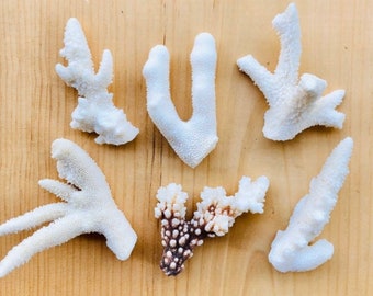 Real Coral Pieces: Assorted Beach Wedding Decor (5 Pieces)