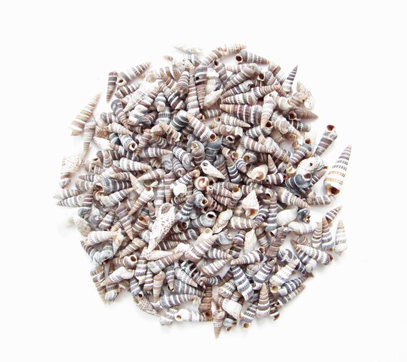 Rhinoclavis Seashells Small Sea Shells Botton Top Shells Shell Etsy