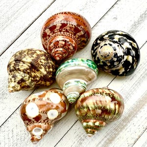 May include: A collection of six seashells with various patterns and colors. The shells include shades of brown, white, green, and black, with spiral and spotted designs. They are arranged on a white wooden surface.