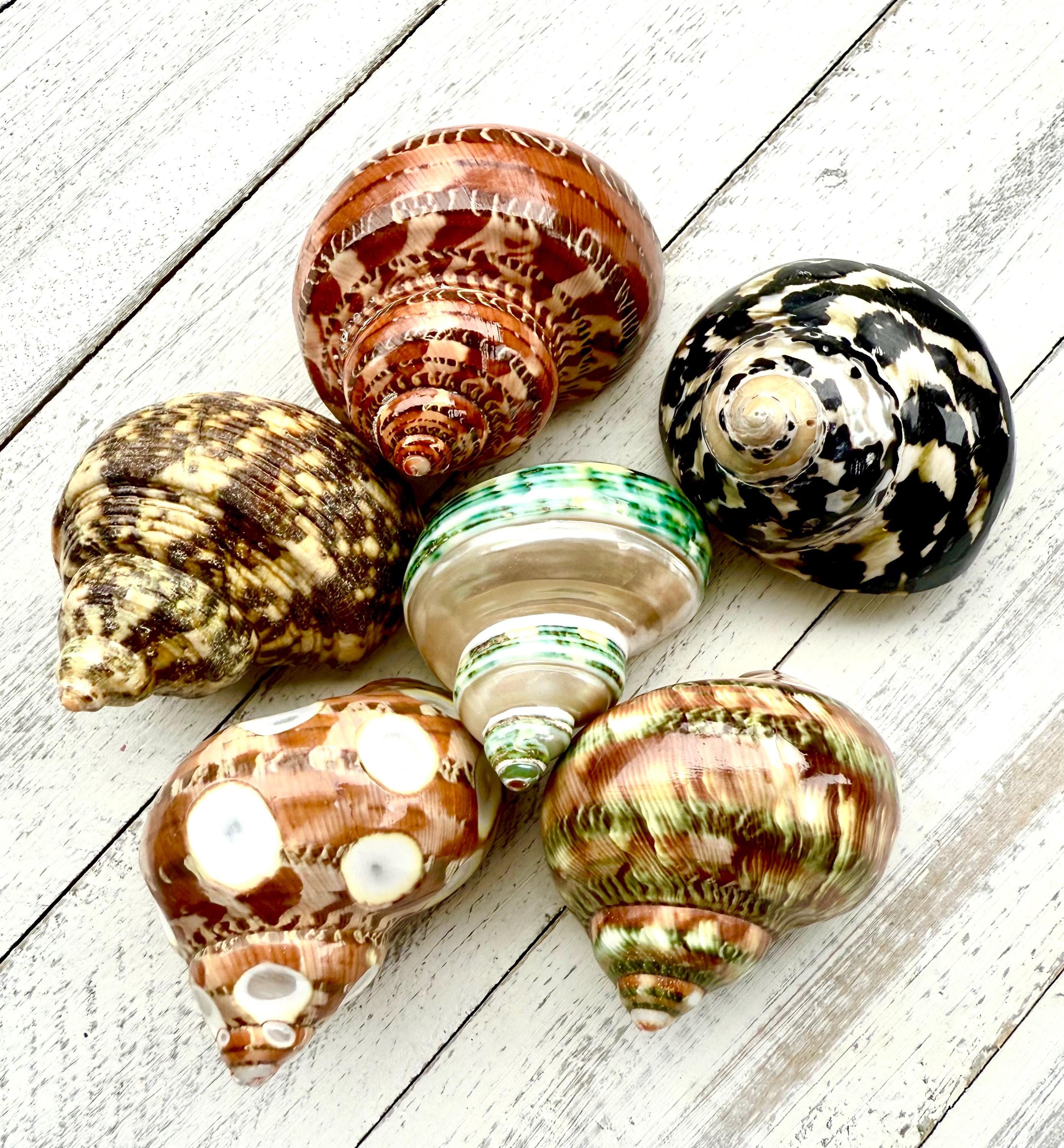 Hermit Crab Shells-6 Pc-snail Shells-crafting Shells-natural Sea