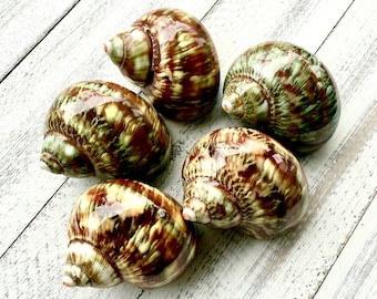 Tapiz verde pulido con conchas turbo, concha de cangrejo ermitaño, decoración de playa, artesanía con conchas