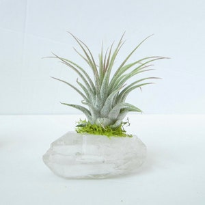 Air Plant Quartz Air Plant Crystal Air Plant Terrarium Best Friend Gift Housewarming Gift Thank you Gift Tillandsia Terrarium Boho Decor