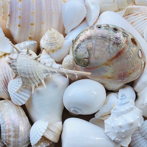 White Seashells Mix Beach Wedding White Seashells Beach Wedding Decor Seashell Mix White Seashells Seashells for Crafts Seashells Bulk Shell